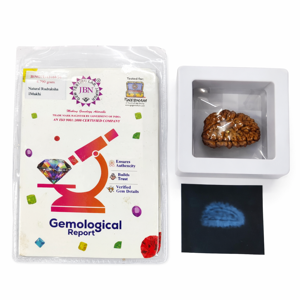 Ganesham 1 Mukhi Rudraksha (Kaju Shape) – Original Chandrakaar Rudraksha | JBN Gem Testing Lab Jaipur Certified | Wear in Neck - Image 4