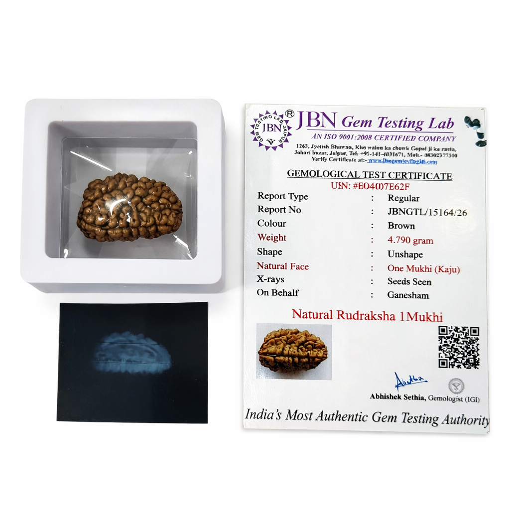 Ganesham 1 Mukhi Rudraksha (Kaju Shape) – Original Chandrakaar Rudraksha | JBN Gem Testing Lab Jaipur Certified | Wear in Neck - Image 5